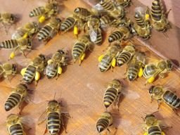                                                     Bienen mit Pollen vor Beute                                    