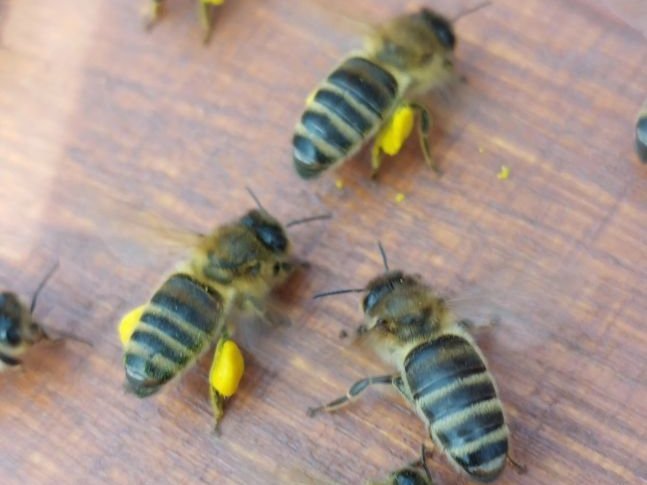                                                     Bienen mit Pollen                                    